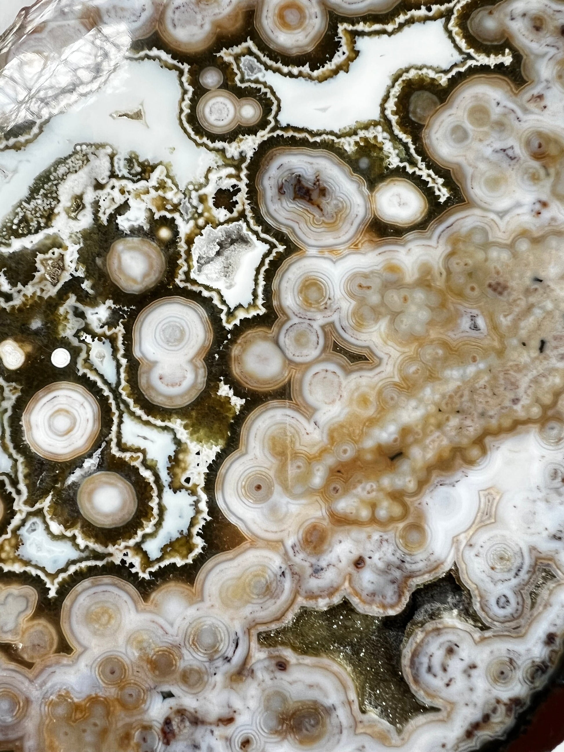 Ocean Jasper Slab : Vein 8 Rare Brown Presentation
