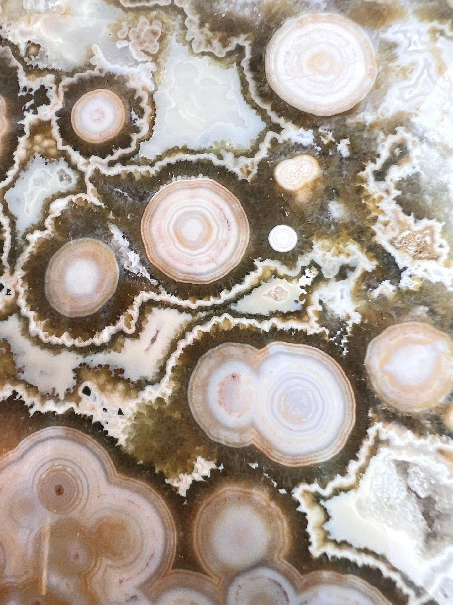 Ocean Jasper Slab : Vein 8 Rare Brown Presentation