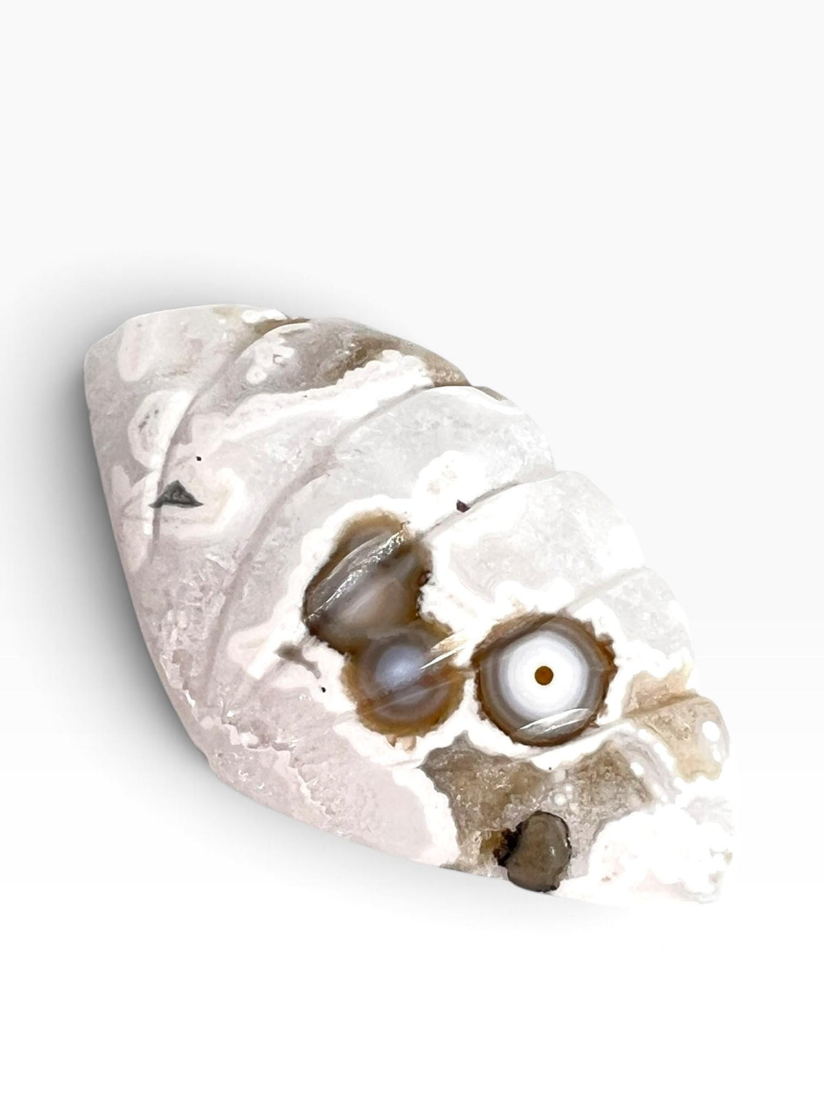Old Stock Ocean Jasper Carved Sea Shell | Vein 1-2