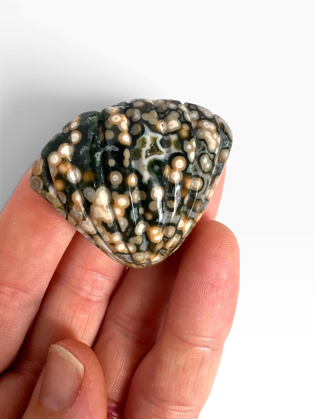 Old Stock Ocean Jasper Carved Sea Shell