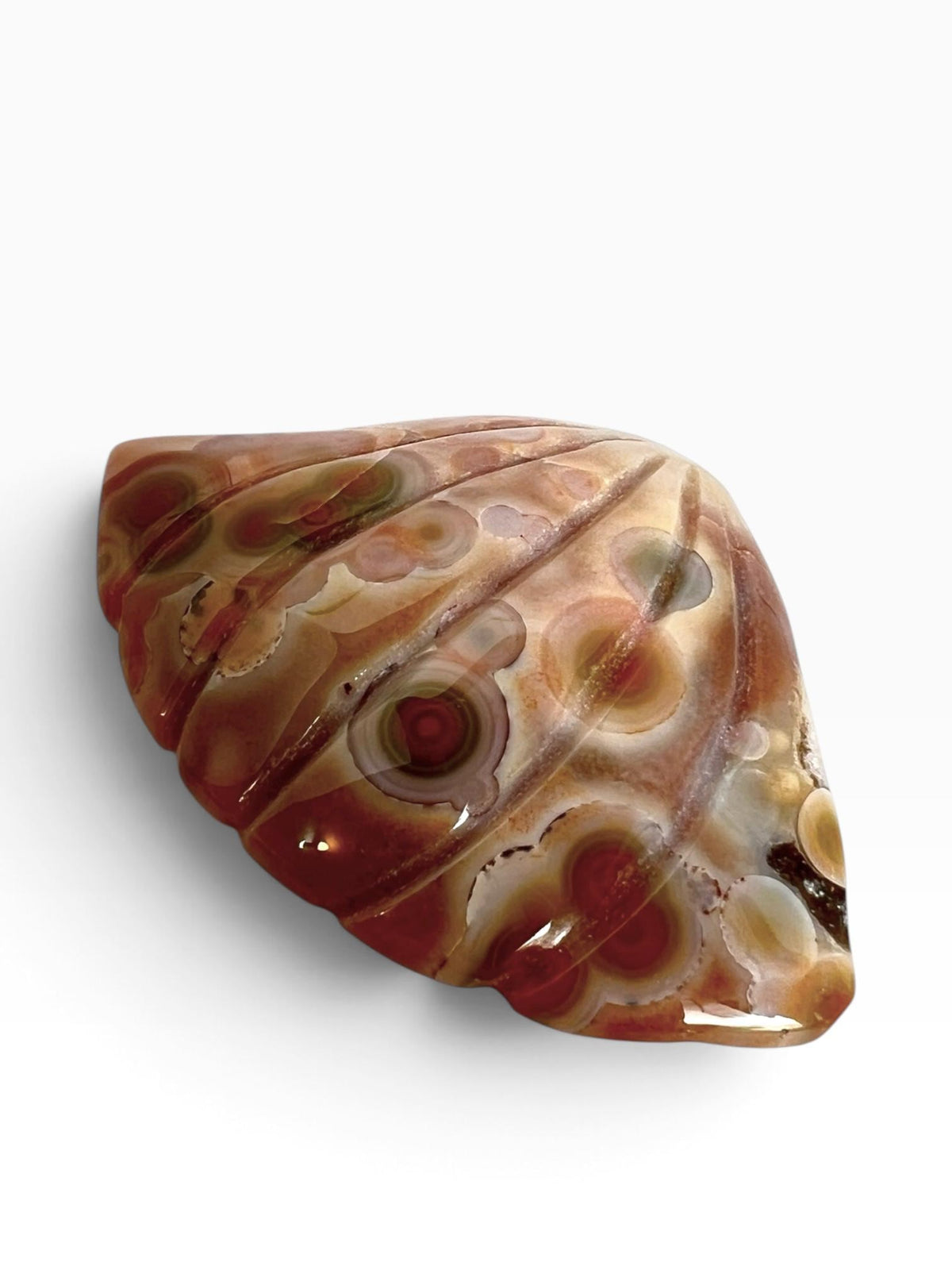 Old Stock Ocean Jasper Carved Sea Shell Brown with Bullseye Orbs