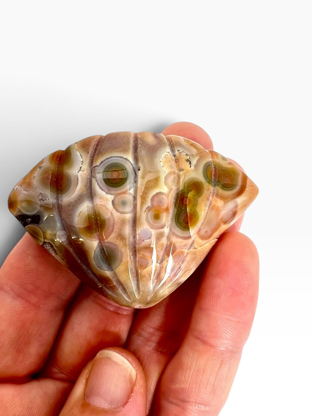 Old Stock Ocean Jasper Carved Sea Shell Brown with Bullseye Orbs